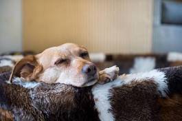 Plakat pies zwierzę brązowy spania r 