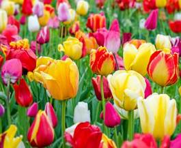 Naklejka pole ogród niebo tulipan świeży