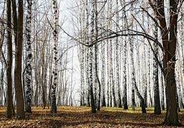 Naklejka piękny park brzoza trawa