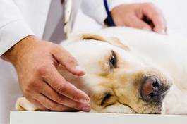 Plakat labrador zwierzę pies medycyna