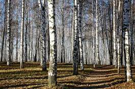 Naklejka rosja piękny dziki park