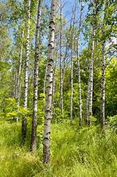 Fototapeta las niebo piękny trawa natura