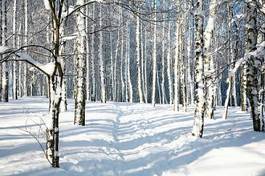 Fototapeta natura rosja wzór wiejski