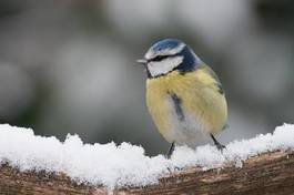 Fotoroleta sikorka piękny natura dziki drzewa