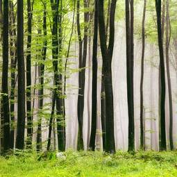 Fotoroleta spokojny piękny natura