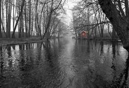 Obraz na płótnie drzewa szwecja skandynawia natura