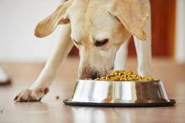 Plakat zdrowie jedzenie pies ładny