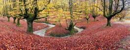 Obraz na płótnie park buk pejzaż panoramiczny