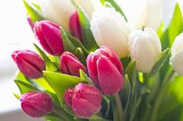 Naklejka kwiat tulipan lato bukiet miłość