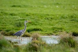 Naklejka ptak łąka holandia woda natura