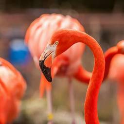 Plakat natura jedzenie flamingo egzotyczny