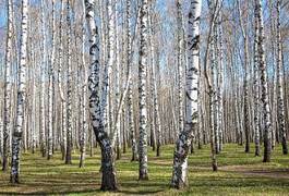 Fototapeta dziki rosja natura las niebo