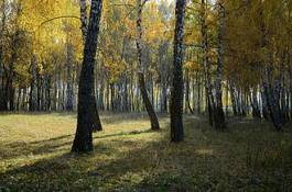 Fototapeta brzoza las drzewa jesień rekreacja