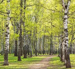 Plakat droga piękny park drzewa