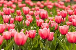 Fotoroleta kwitnący park tulipan pole