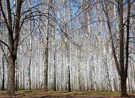 Fototapeta dziki park lato wzór drzewa