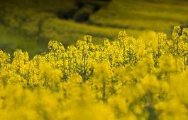 Plakat rolnictwo natura kwiat droga wieś