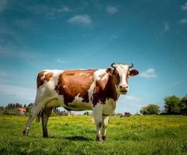 Plakat krowa zwierzę rolnictwo pejzaż natura