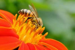 Fotoroleta rolnictwo natura miód owad bee