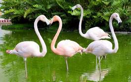 Plakat piękny flamingo oko tropikalny ładny