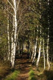 Fototapeta krajobraz droga natura