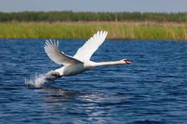 Plakat woda piękny zwierzę natura