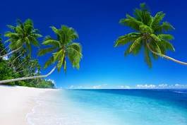 Plakat natura morze lato palma drzewa