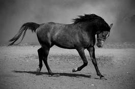 Naklejka ssak zwierzę stadnina koń piękny