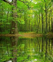 Fotoroleta park brzeg natura