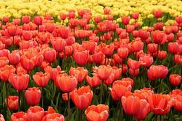 Naklejka tulipan park kwiat kanada bukiet