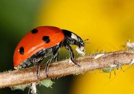 Naklejka zwierzę natura fauna szkodnikami