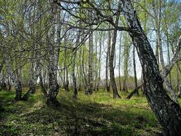 Obraz na płótnie trawa las gałązka widok brzoza