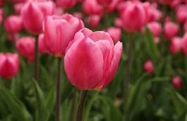 Naklejka kwiat piękny tulipan