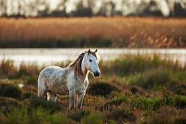 Plakat koń francja natura łąka