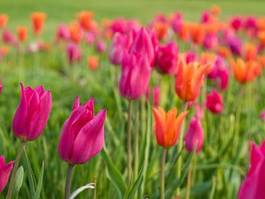 Naklejka park tulipan ogród lato
