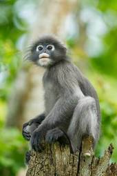 Naklejka dżungla zwierzę ssak tajlandia małpa