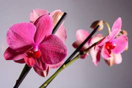 Plakat egzotyczny roślina obraz kwiat piękny