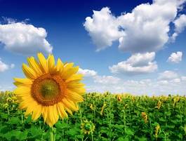 Plakat piękny słonecznik pyłek kwiat roślina