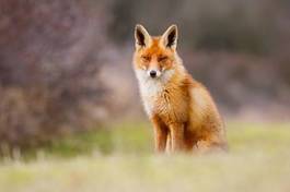 Plakat dziki natura zwierzę