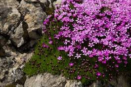 Obraz na płótnie kwiat lato ogród alpy kamień