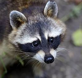 Naklejka las natura bezdroża ssak dzikie zwierzę