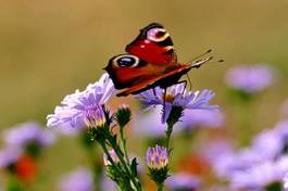 Fotoroleta kwiat natura motyl kolorowy częsty
