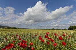 Naklejka żyto jęczmień natura krajobraz