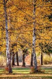 Naklejka brzoza natura drzewa park