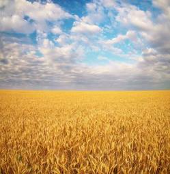 Plakat pole wieś pszenica zmierzch panorama
