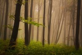 Naklejka drzewa noc pejzaż jesień natura