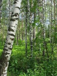 Fototapeta drzewa natura sosna