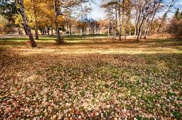 Fototapeta natura krzew park brzoza