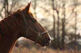 Obraz na płótnie piękny ogier portret koń klacz