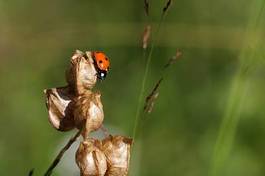 Naklejka natura zwierzę owad